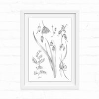 Botanical line drawing of delicate flowers and seedpods in a white frame on wooden background. Illustrated by Lisel Ashlock.