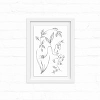 Framed botanical line drawing of native Tomales plant species with leaves and flowers on white background, illustrated by Lisel Ashlock.