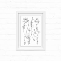 Botanical line drawing of wildflowers in a white frame on white shiplap wall. Illustrated by Lisel Ashlock.