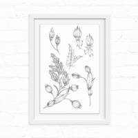 Botanical line drawing of evening blooms including buds, flowers, and seed pods in black ink on white paper, framed in white. Illustrated by Lisel Ashlock.
