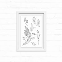 A framed botanical line drawing of various evening-blooming flowers and buds on white background. Illustrated by Lisel Ashlock.