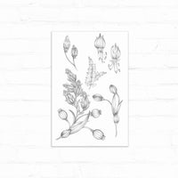 Botanical sketch of evening blooms featuring buds, flowers, and seedpods in black ink on white paper. Illustrated by Lisel Ashlock.