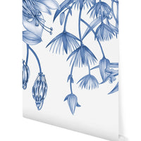 Blue and white botanical illustration of hanging bell-shaped flowers and foliage. Illustrated by Lisel Ashlock.