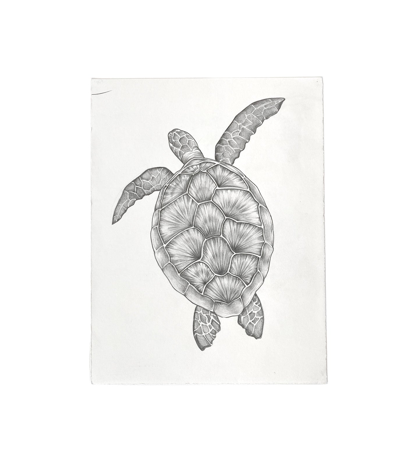 sea turtle drawing top view