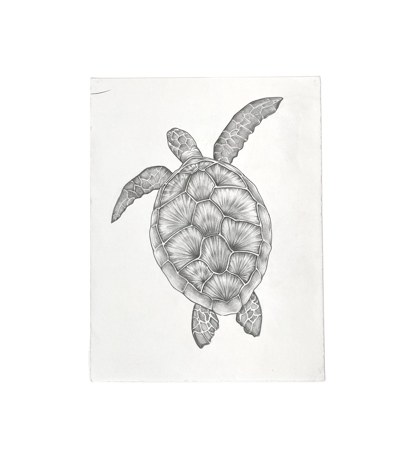 Original Studio Drawing : Green Sea Turtle (small)