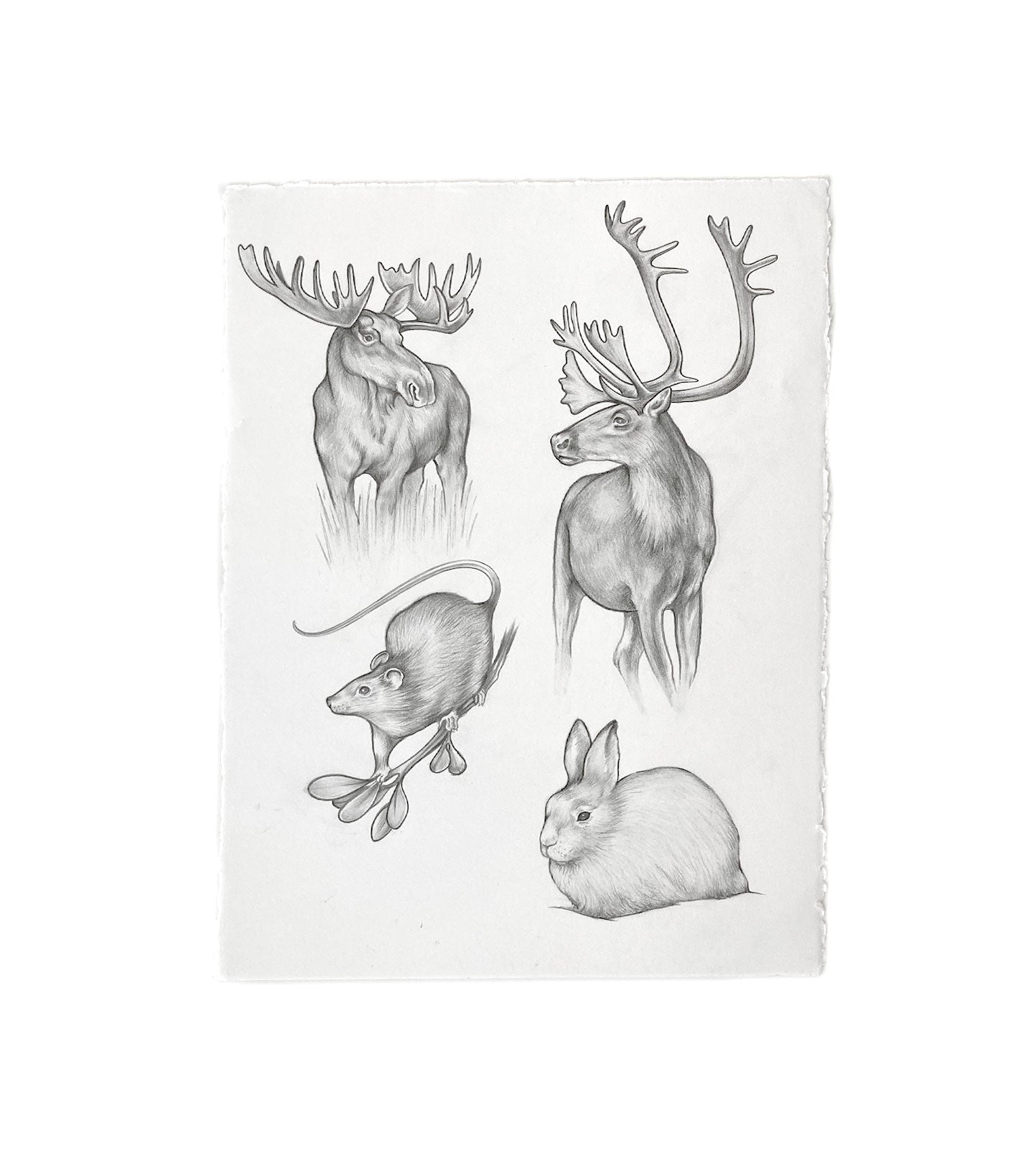 Original Studio Drawing : Endangered Woodland Animals (small)