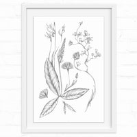 Detailed botanical pencil sketch of various wildflowers and foliage arranged vertically in a white frame. Illustrated by Lisel Ashlock.
