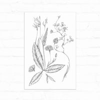 Botanical line drawing of bodega flowers and foliage in black ink on white paper. Illustrated by Lisel Ashlock.