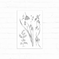 Botanical pencil sketch of delicate flowers and seed pods arranged vertically on white paper. Illustrated by Lisel Ashlock.
