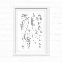 Botanical line drawing of three flowering plants with delicate stems and blossoms in a white frame. Illustrated by Lisel Ashlock.