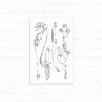 Botanical illustration of delicate wildflowers with curved stems and clustered blooms in pencil sketch style. Illustrated by Lisel Ashlock.