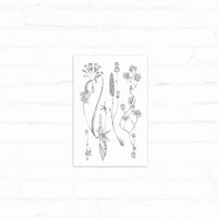 Botanical line drawings of delicate wildflowers and plants in black ink on white background. Illustrated by Lisel Ashlock.