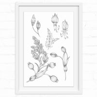 Botanical line drawing of evening blooming flowers with buds and stems in a white frame. Illustrated by Lisel Ashlock.