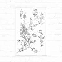 Botanical sketch of evening blooming flowers with buds, stems, and leaves in black ink on white background. Illustrated by Lisel Ashlock.
