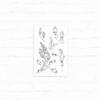 Detailed pencil sketch of evening blooming flowers including buds, blossoms, and seed pods arranged on white paper. Illustrated by Lisel Ashlock.