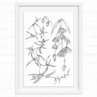 Detailed pencil botanical illustration of drooping bell-shaped flowers and elongated leaves on delicate stems. Illustrated by Lisel Ashlock.
